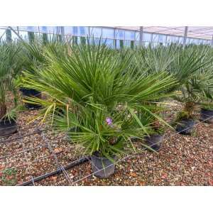 Palmička nízka (Chamaerops Humilis) - výška 40-60 cm, kont. C7L